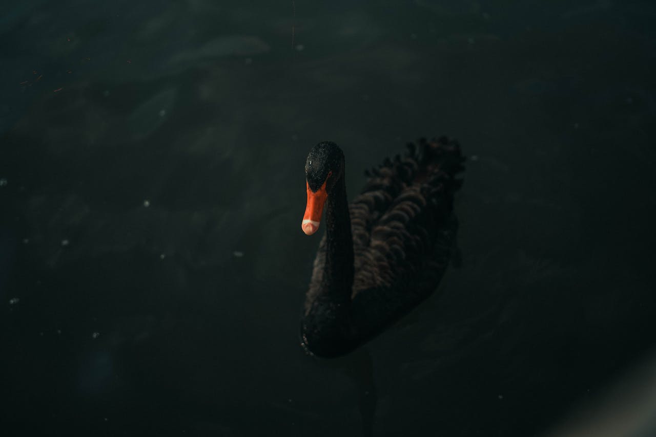 Black swan appears when nobody expects it. / photo: pexels.com